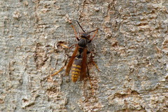 Polistes jokahamae