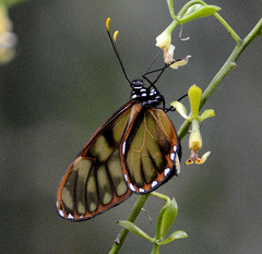 Dircenna dero euchytma