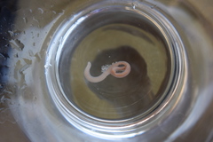 Baseodiscus delineatus