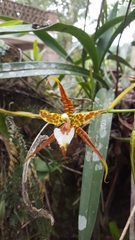 Rhynchostele cordata