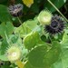 Abutilon mauritianum - Photo (c) Frank-Roland Fließ, algunos derechos reservados (CC BY-NC), subido por Frank-Roland Fließ