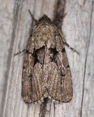 Sympistis infixa