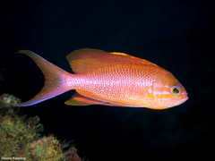 Anthias anthias