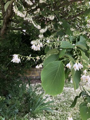 Styracaceae