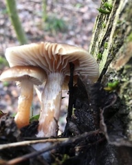 Meottomyces dissimulans