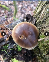 Meottomyces dissimulans