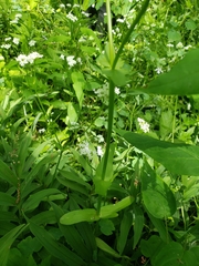Valerianella umbilicata