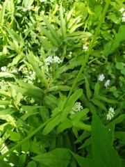 Valerianella umbilicata