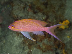 Anthias anthias