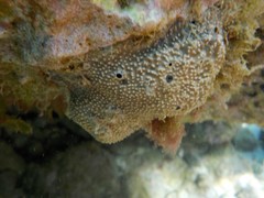 Irciniidae