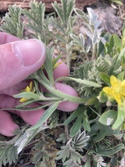Ranunculus inamoenus