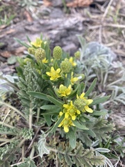 Ranunculus inamoenus