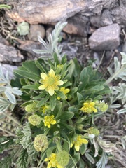 Ranunculus inamoenus