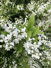 Deutzia pulchra