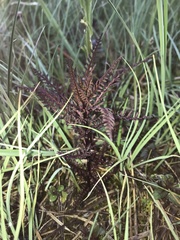 Pedicularis palustris