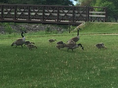 Branta canadensis