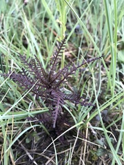 Pedicularis palustris