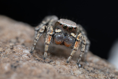 Habronattus altanus
