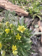 Ranunculus inamoenus