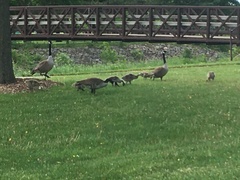 Branta canadensis