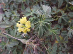 Medicago sativa