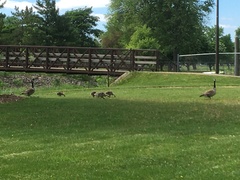 Branta canadensis