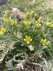 Ranunculus inamoenus