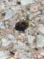Attulus fasciger