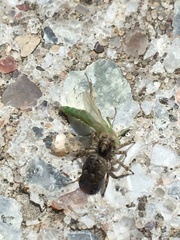 Attulus fasciger