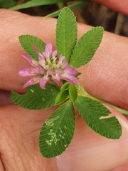 Trifolium resupinatum image