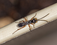 Agenioideus cinctellus