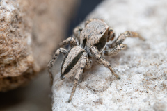 Habronattus altanus