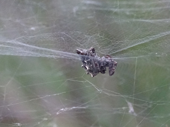 Cyrtophora citricola