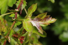 Podosphaera clandestina