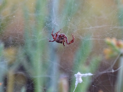 Cyrtophora citricola