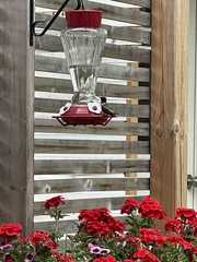 Archilochus colubris