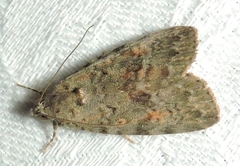 Aucha triphaenoides