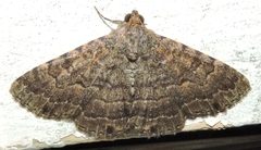 Diatenes aglossoides