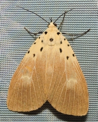 Asota iodamia