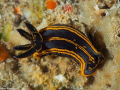 Felimare fontandraui