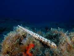 Terebra corrugata