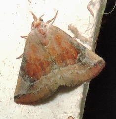 Mataeomera coccophaga