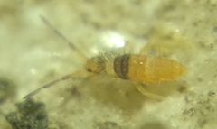 Entomobrya nigrocincta