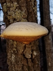 Pseudospongipellis unicolor