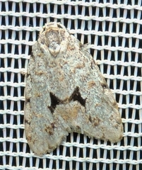 Thallarcha macilenta