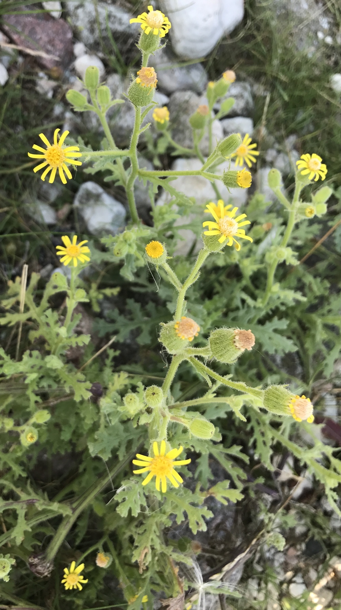 Senecio viscosus