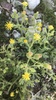 Sticky Groundsel - Photo (c) Ulf Teghammar, some rights reserved (CC BY-NC), uploaded by Ulf Teghammar