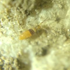 Entomobrya nigrocincta