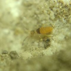 Entomobrya nigrocincta