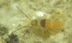 Entomobrya nigrocincta
